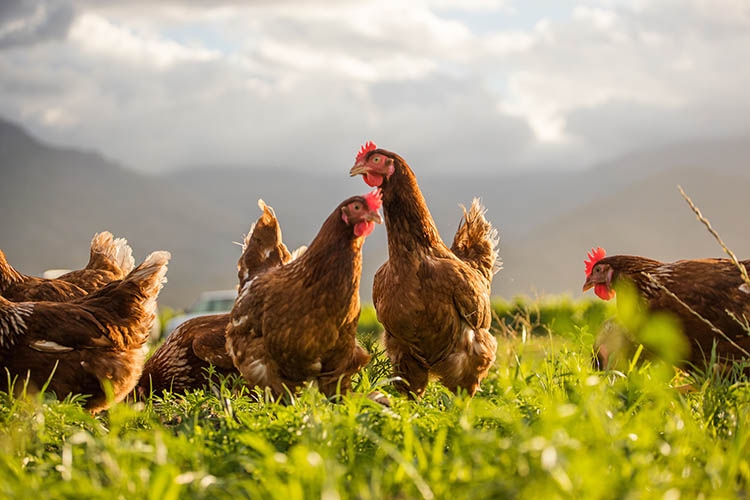 New study highlights demand for standardised animal welfare labelling on meat products