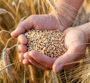 How AI can detect mycotoxins and prevent millions of food poisoning cases