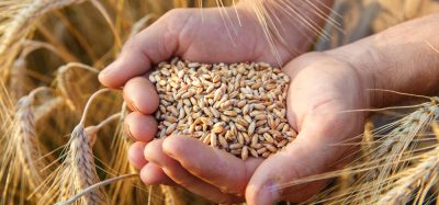 How AI can detect mycotoxins and prevent millions of food poisoning cases