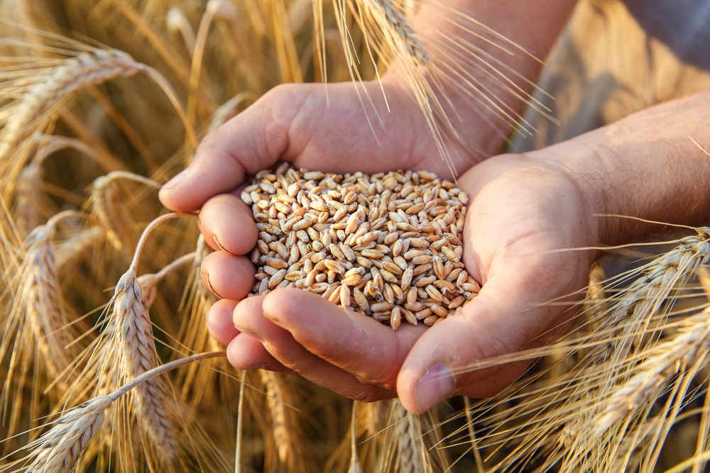 How AI can detect mycotoxins and prevent millions of food poisoning cases